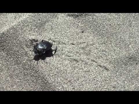 Mistkäfer am Strand (Käfer, Insekten)