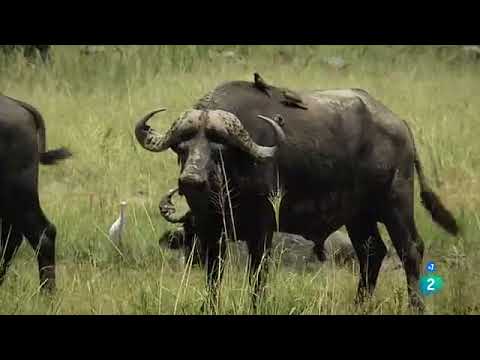 Documental. Leones vs Búfalos