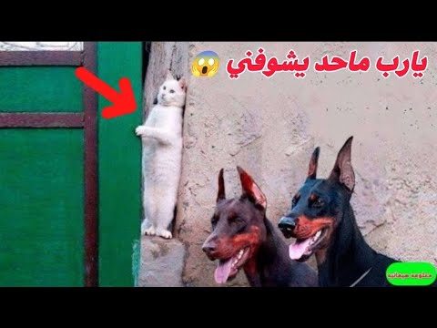 اجمد تجميعه لحيوانات اتصرفوا بذكاء مذهل | رد فعلهم مش طبيعي😲🔥