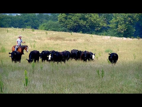 Precision Agriculture Livestock Farming