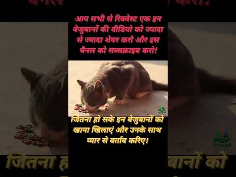 इस चैनल को सब्सक्राइब कर लो। इन बेजुबानों के लिए #trending #viral #youtubeshorts #cat