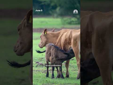 Flesh-eating screwworm threatens U.S. livestock