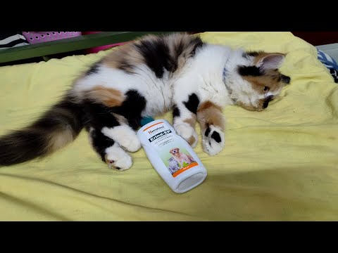 #liya #tiger #cat #kitten Playing with #himalayas #erina