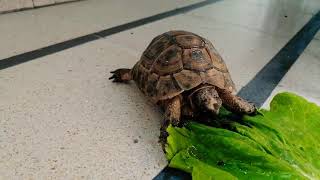سلحفاة جميلة تأكل خساً طازجاً