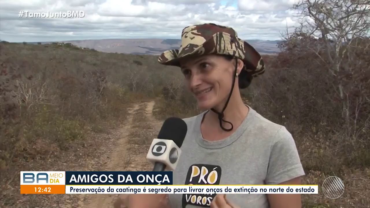 Onça pintada que ficou presa em caverna na BA por 22 dias é devolvida à natureza