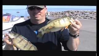 Jumbo Yellow Perch Fishing Lake Erie, May 1, 2013