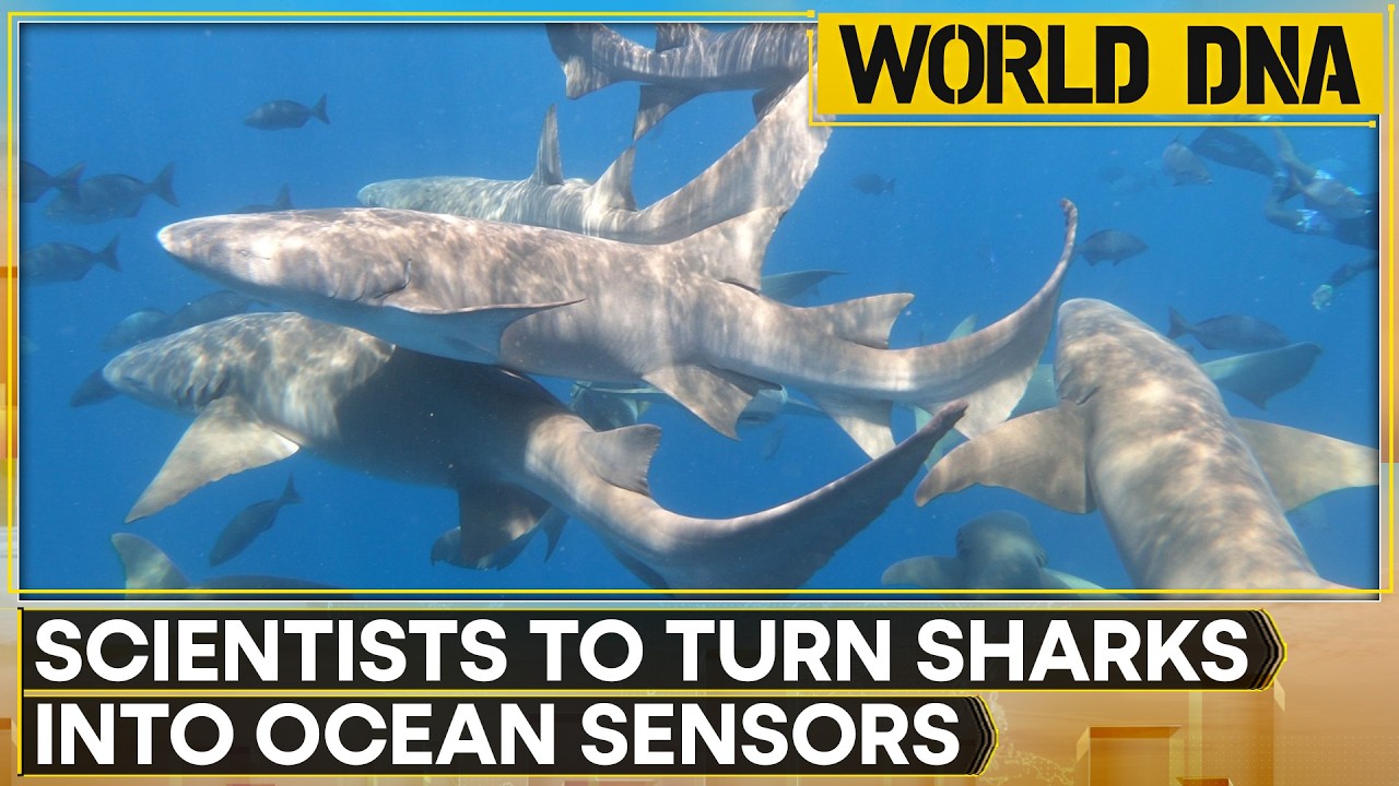 Sharks To Be Fitted With Tiny Electronic CTD Tags To Collect Data | WION World DNA