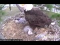 SW Florida Eagles A Yawn Talon And A Wingstretch 3 0 2PM 1 18 2013