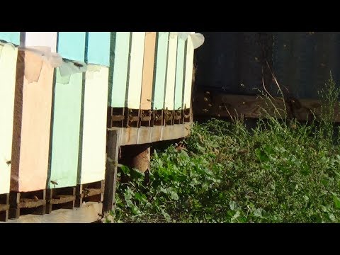 Наша основа пчеловодства, пасека в реали