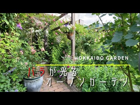 バラの茂みを水中で切る：1か月で結果を保証するステップバイステップガイド！  庭園