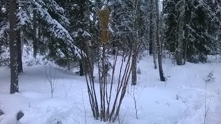 How to make an ancient grouse trap, the Grouse Churn