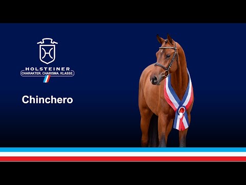 Junghengste im Portrait - Chinchero