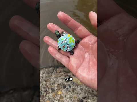 إنقاذ صغار السلاحف 🐢❤️ | قلب العم الطيب 💧✨!! #shorts