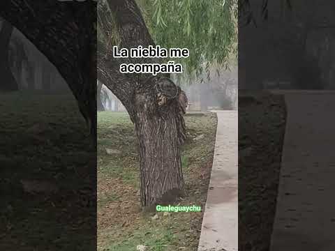 me traje la niebla de Buenos Aires a Entre Ríos #viajes #camping #travel #gualeguaychu