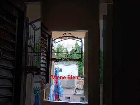 @negritos.Colón,Matanzas
