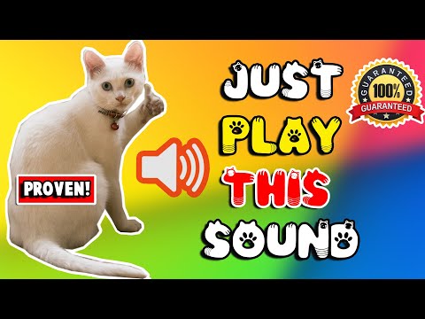 Mother cat calling for her kittens sound effect ⭐ mom cat sounds to attract cats