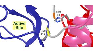 Viral Replication of the SARS-CoV-2 virus - NanoBiology Course 2020 - Monday Group