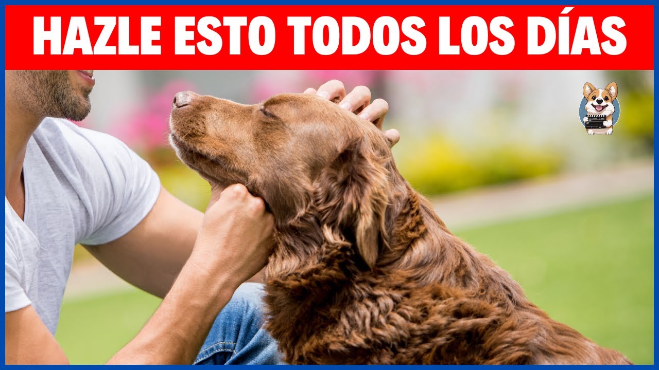 5 cosas que debes hacer con tu perro todos los días🐶