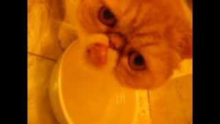 Exotic Shorthair (flat-faced cat) won't drink water for the camera