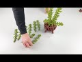 Struik akoestiekdempende plant