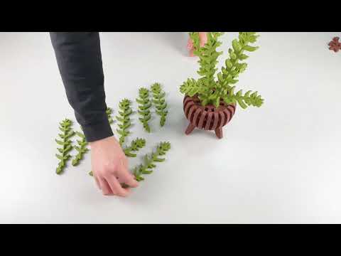 Struik akoestiekdempende plant