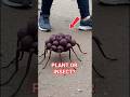 Is This A Plant Or An Insect Unbelievable Discovery Creepy Insect Shorts