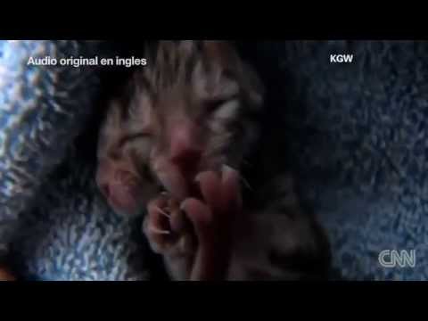 Un gatito con dos cabezas cautiva a una familia