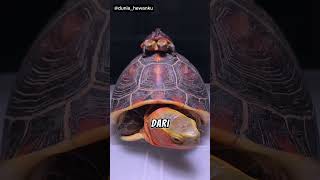 Download lagu Uniknya kura-kura kembar #duniahewan #turtle mp3 Download lagu Uniknya kura-kura kembar #duniahewan #turtle mp3