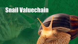 Snail Value Chain: Meat, Blue water, Slime, Calcium