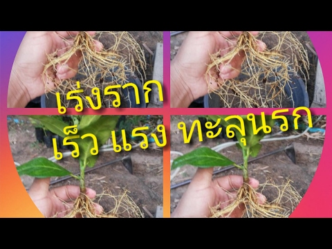 สำหรับสมาชิกที่อายุน้อยที่สุด ชมฟรีสมาชิกหนุ่มสาว