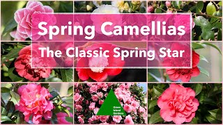 Spring Flowering Camellias - The Classic Star of the Spring Garden