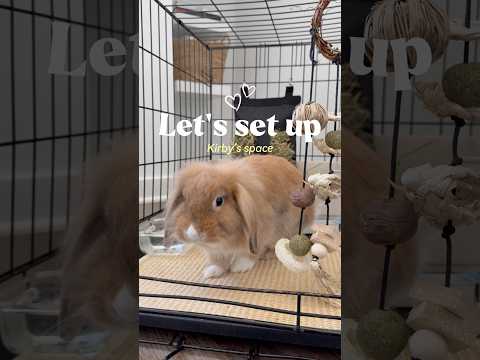 Y’all met Kirby in my recent vlog. Now let’s set up his space!☺️ #bunny #rabbit #newpet #petrabbit