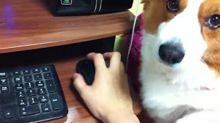 Corgi wants attention