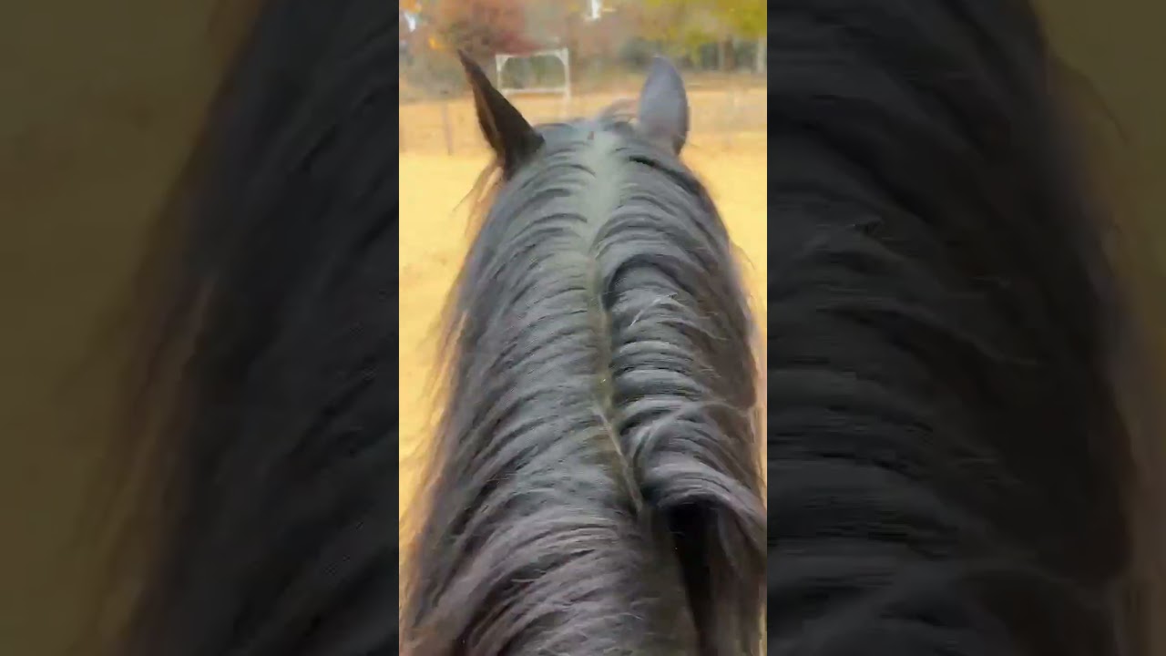 73AEF2CE 51E0 4539 A24F 34D2B25C04C5