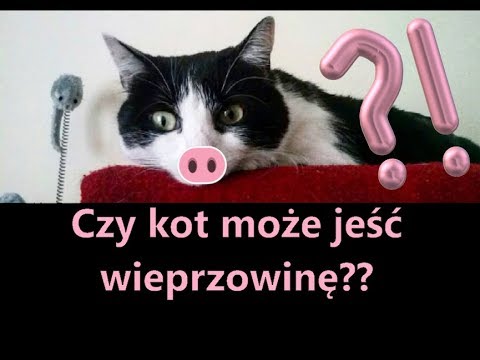 , title : 'Czy kot może jeść wieprzowinę? || 2# Kocia edukacja'