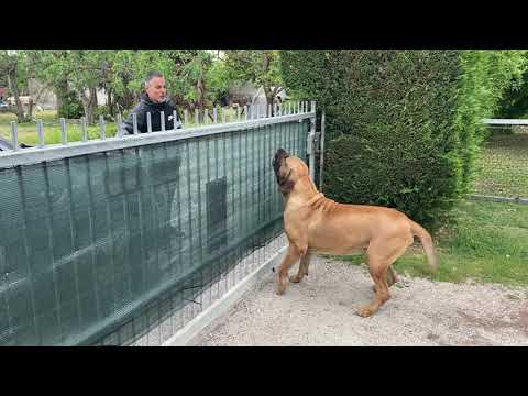 Fila brasileiro