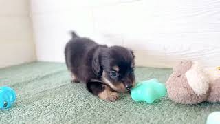 ハーフ犬の動画01