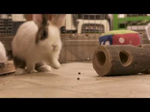 McGoéland - Animalerie I Just Like Me! I Disney Channel BE