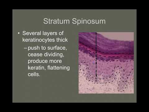 NAU Bio 201 Lab 2 – Integumentary System and Intro Skeletal System