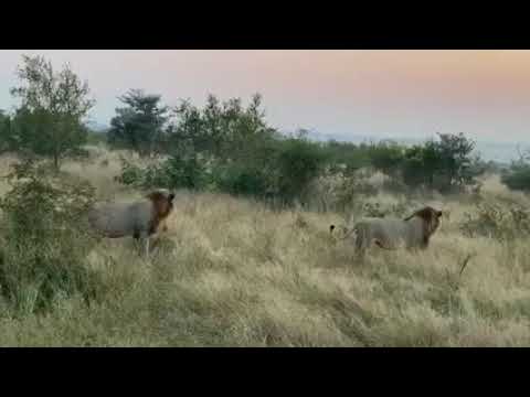 Plains Camp Males On A Lookout