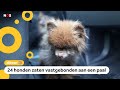 Veel hulp voor gedumpte chihuahua's