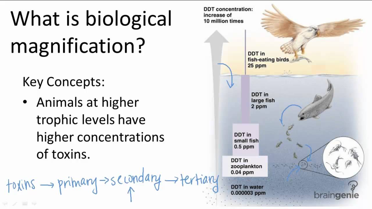 Putar video Apa Itu Biological Magnification sekarang Apa Itu Biological Magnification