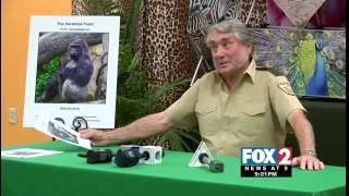 Brownsville-Born Gorilla Shot and Killed after Toddler Falls into Gorilla Enclosure