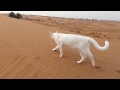 How Cat Leaves Footprints 🐈🐈