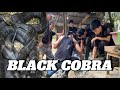 MAG ASAWANG JUMBO BLACK COBRA ANG NAMEMERWESYO SA GUMACA QUEZON Cobraprince Cobrateam Cobrarescue