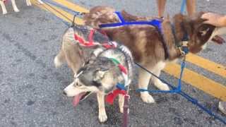preview picture of video 'Sandy Paws Sled Dog Club at Safety Harbor Christmas Parade 2013'