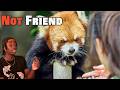 The Red Panda Problem Not Being Talked About Enough DEFAULT Thumbnail
