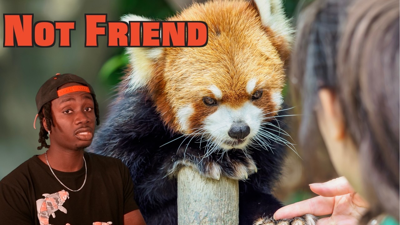 The Red Panda Problem Not Being Talked About Enough