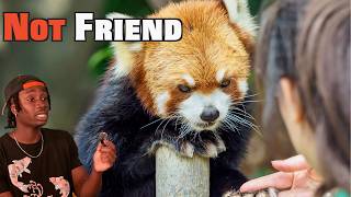 The Red Panda Problem Not Being Talked About Enough MQDEFAULT Thumbnail