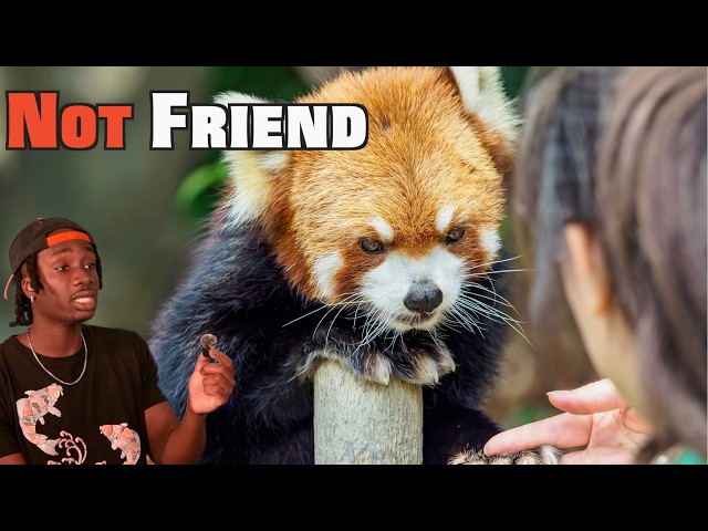 The Red Panda Problem Not Being Talked About Enough SDDEFAULT Thumbnail